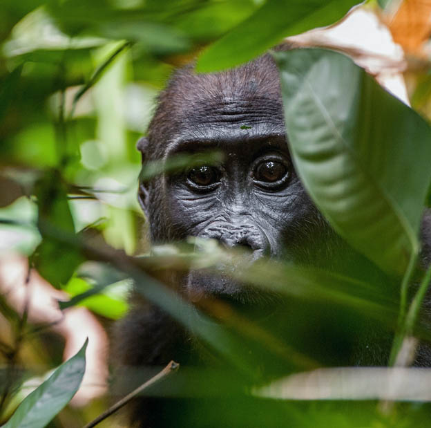 Εξερευνούμε το απόλυτο βασίλειο της ζούγκλας  