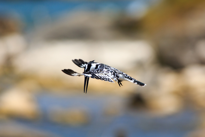 Γνωρίστε το προστατευόμενο Δάσος Τζαλανιάμα!