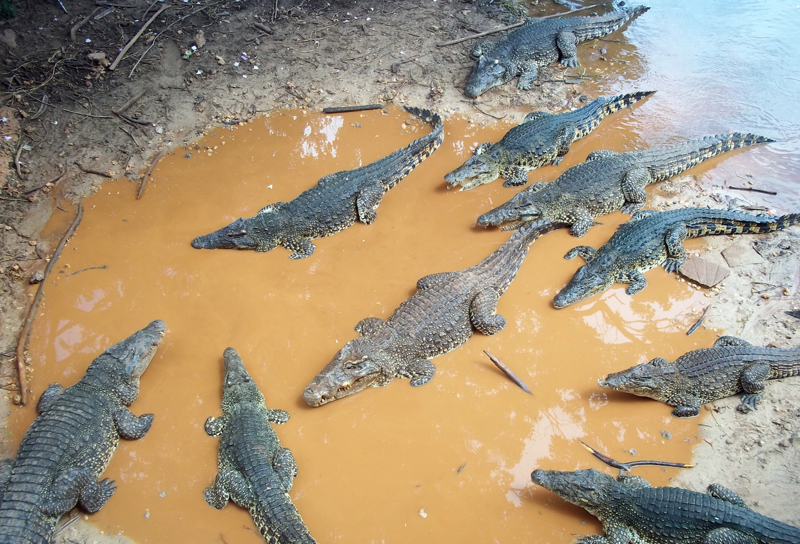 Το  εκτροφείο κροκοδείλων