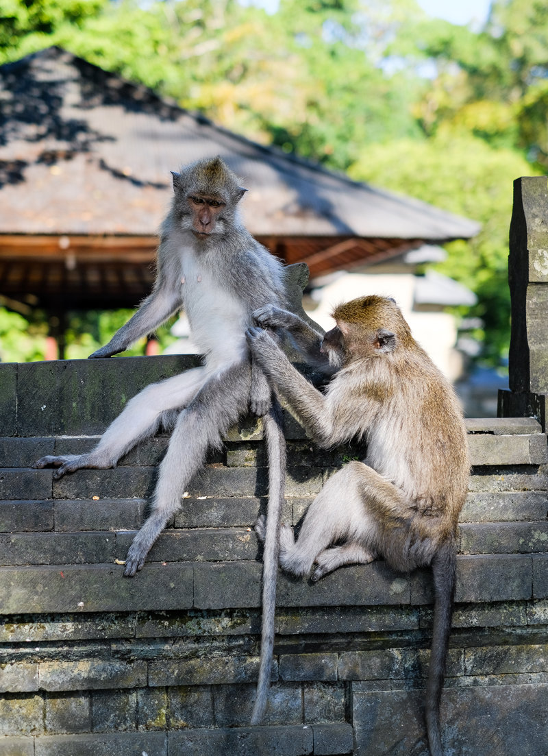Επίσκεψη στο Alas Kedaton