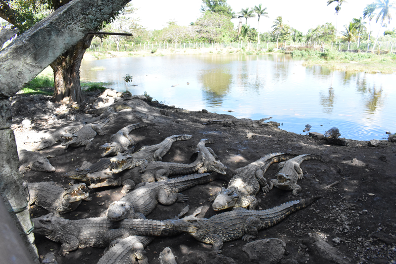Το εκτροφείο κροκοδείλων