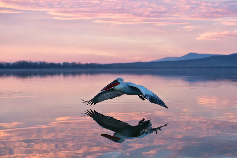 Λίμνη Κερκίνη