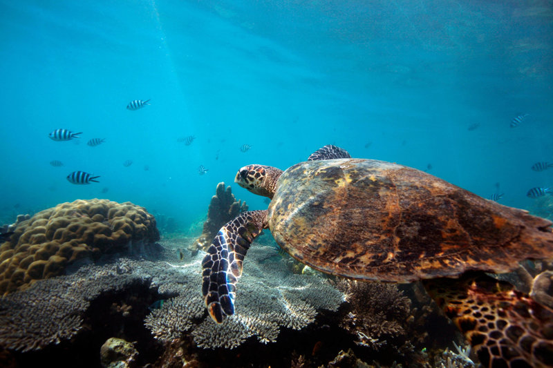 Nησί Νόσι Τανικέλι