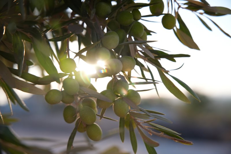 Το Μουσείο Ελιάς και Ελληνικού Λαδιού