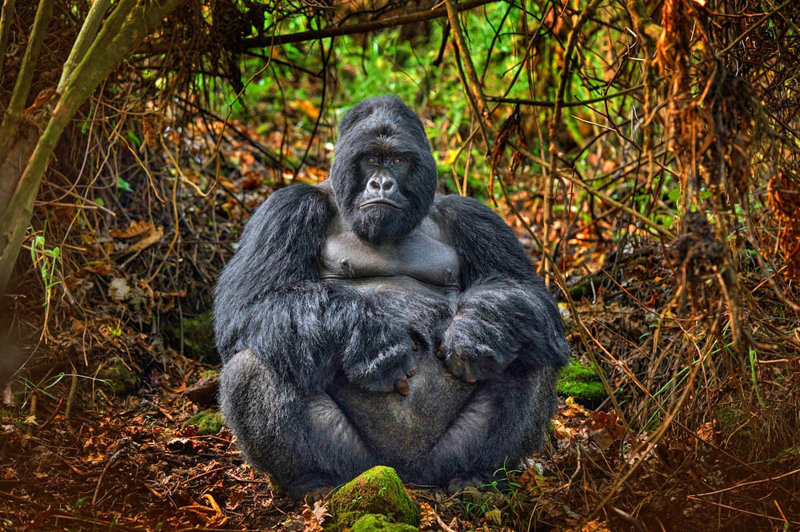 Γνωρίζουμε τους «Γιατρούς των Γοριλών»