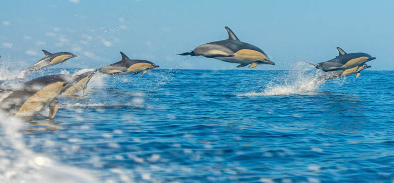 Παρατήρηση φαλαινών και δελφινιών, Αζόρες