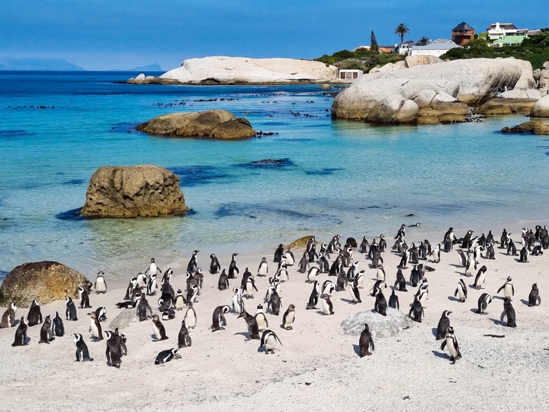 Η παραλία Μπούλντερ στο Σάιμονς Τάουν