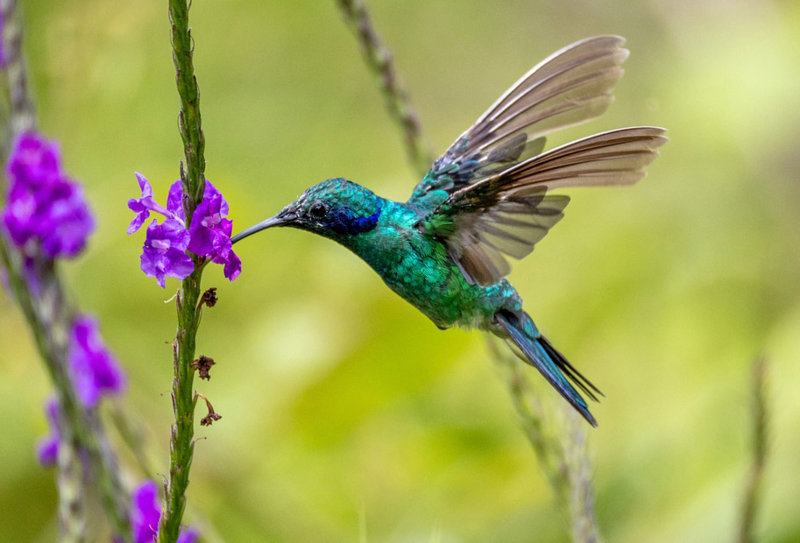 Ζώα και πουλιά του δάσους 