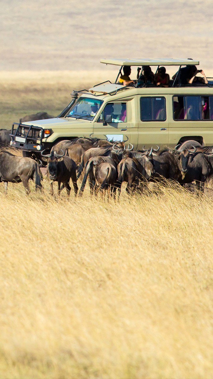 Game Drive στο Serengeti!