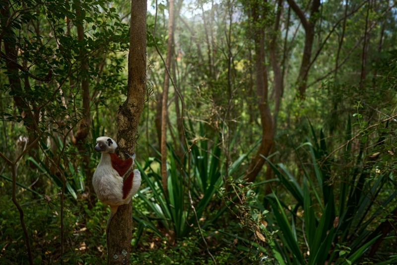 ΑΝΤΑΝΑΝΑΡΙΝΟ - ΔΑΣΟΣ ΠΕΡΙΝΕ 