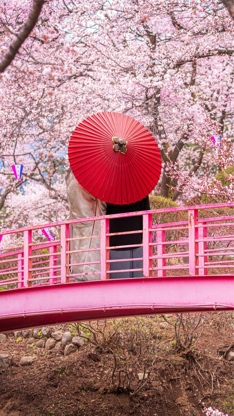 Θαυμάζουμε τις ανθισμένες κερασιές