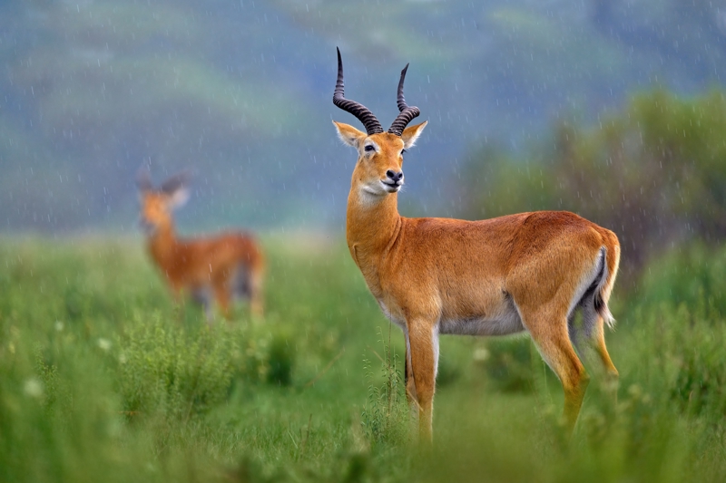 ΒΟΡΕΙΟ ΣΕΡΕΝΓΚΕΤΙ (ΣΑΦΑΡΙ)