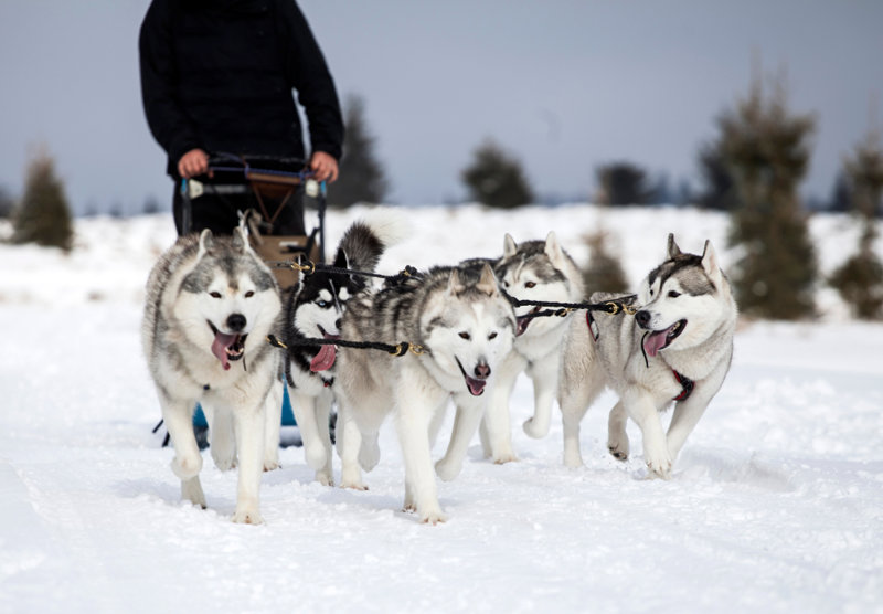 Βόλτα με χάσκι