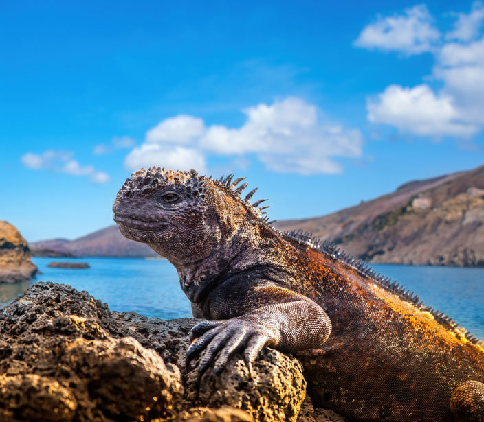 Εκουαδόρ - Ζούγκλα του Μίντο με επέκταση στα Νησιά Γκαλαπάγκος