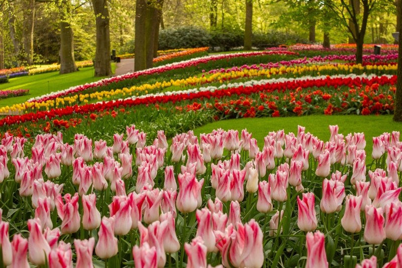 Πάρκο Κeukenhof, Ολλανδία