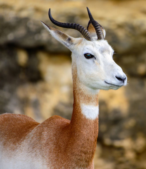 Επίσκεψη στο καταφύγιο ΟΡΟΑ