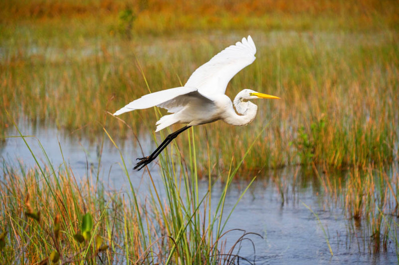 ΜΑΪΑΜΙ: προαιρετική εκδρομή στο ΕΘΝΙΚΟ ΠΑΡΚΟ ΤΩΝ ΕΒΕΡΓΚΛΕΪΝΤΣ