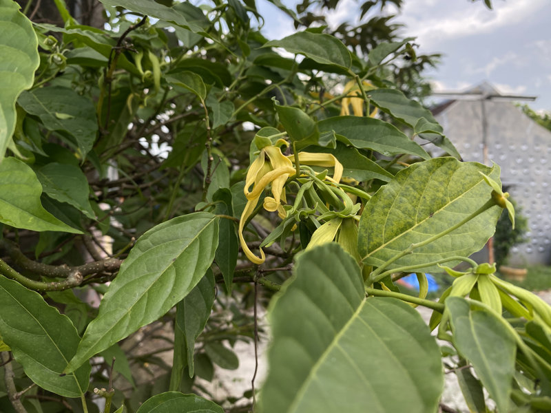 Κάντε μια αρωματική βόλτα σε φυτείες βανίλιας και ιλάνγκ-ιλάνγκ