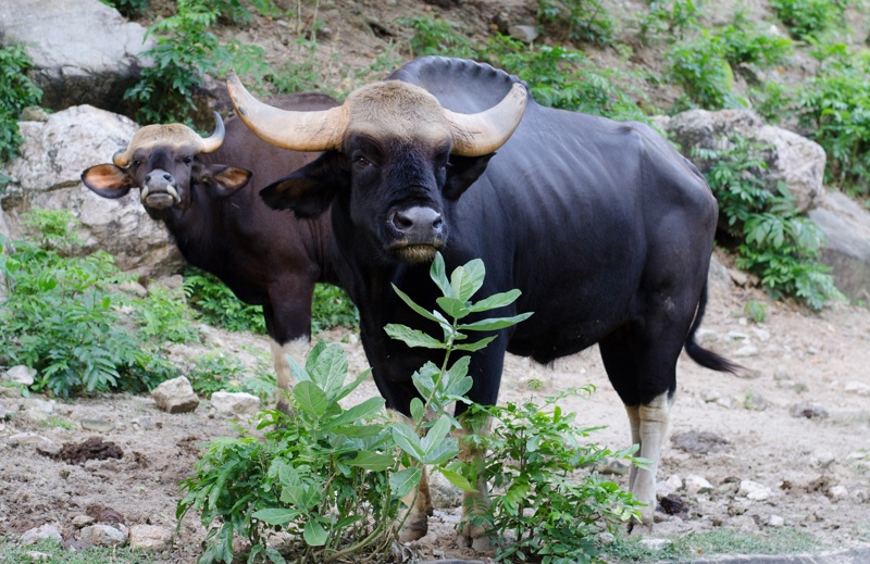 Εξερευνώντας το πάρκο Kanha