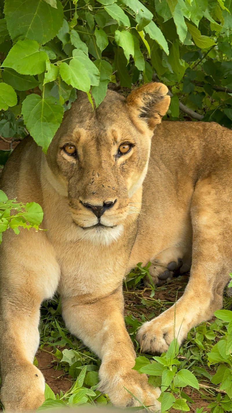 Εμπειρία σαφάρι στα σπουδαιότερα Εθνικά Πάρκα