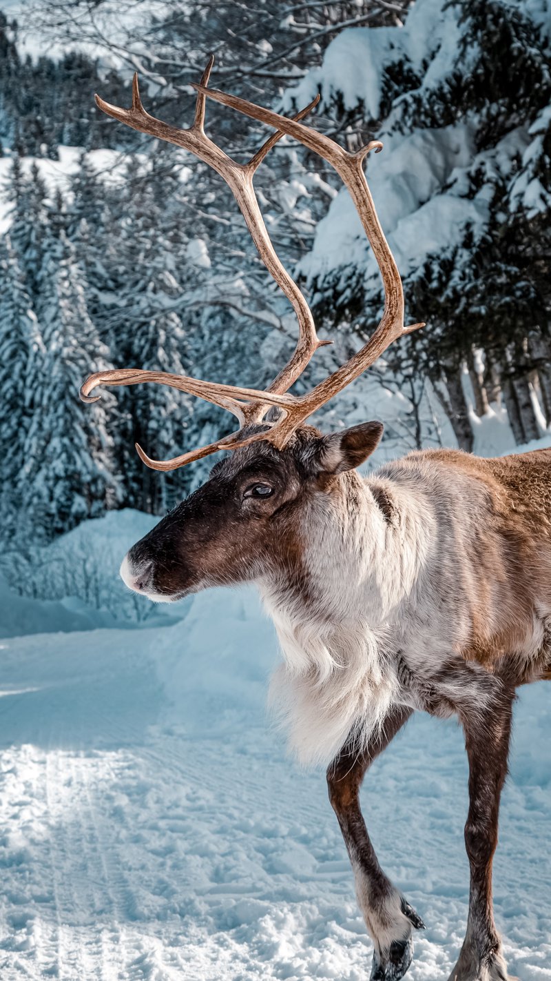 Ας ταΐσουμε ταράνδους!