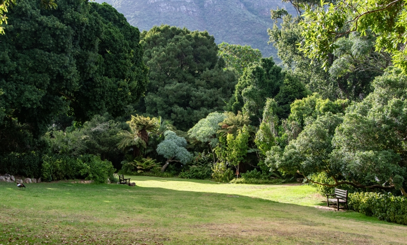 Kirstenbosch, Κέιπ Τάουν