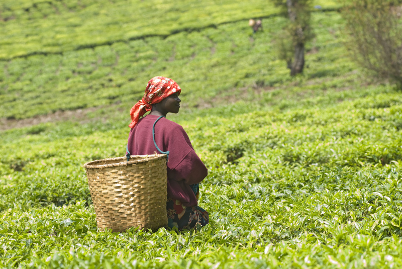 Kandy – Nanu Oya – Nuwara Eliya