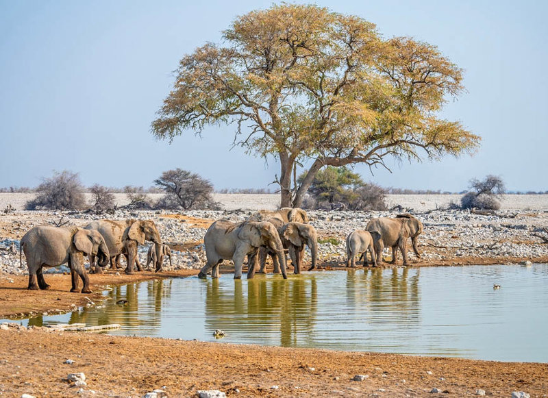 Εθνικό Πάρκο Ετόσα 