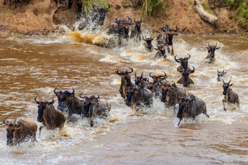 Τανζανία - Ζανζιβάρη: Η μεγάλη μετανάστευση των ζώων του Δεκεμβρίου