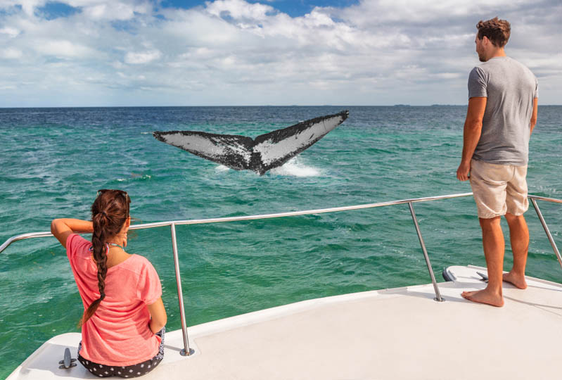 Παρατήρηση φαλαινών και δελφινιών, Αζόρες
