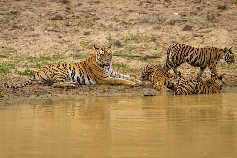 Σαφάρι στο Εθνικό Πάρκο Πάννα