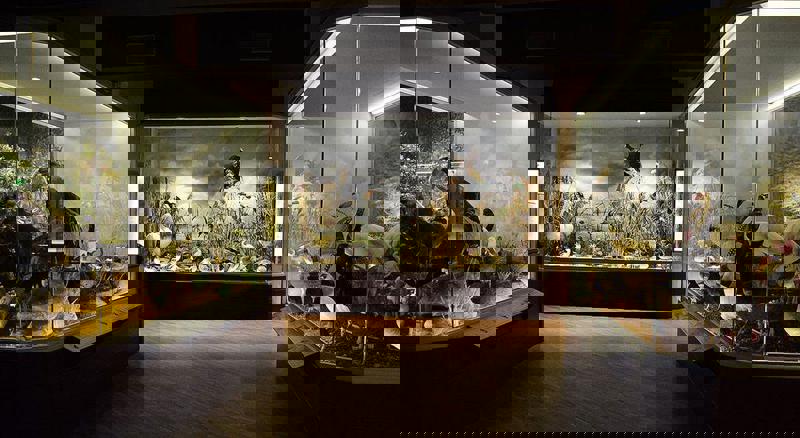 Μουσείο της Φυσικής Ιστορίας Μετεώρων και Μανιταριών