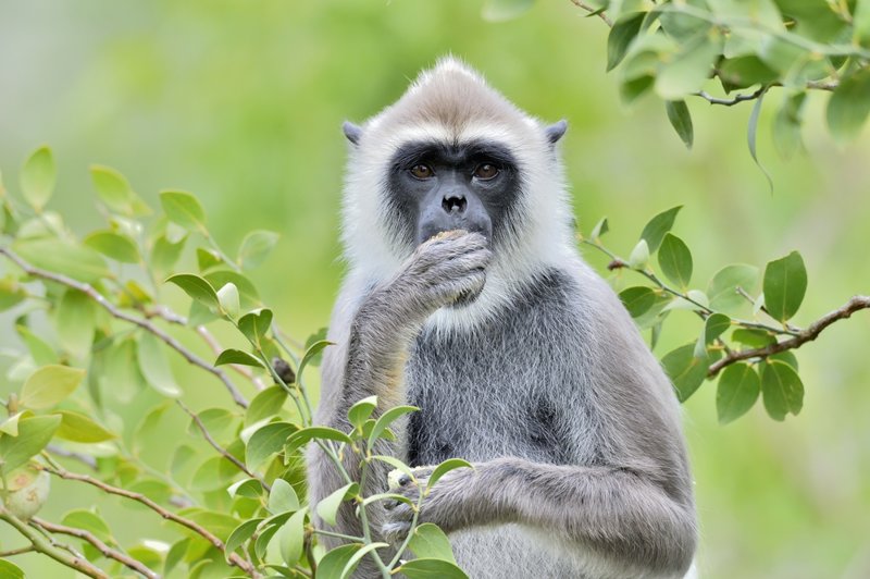 Το Εθνικό Πάρκο Γιάλα με μια ματιά 
