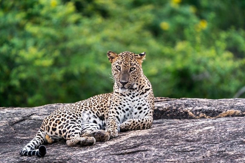 Εθνικό Πάρκο Γιάλα