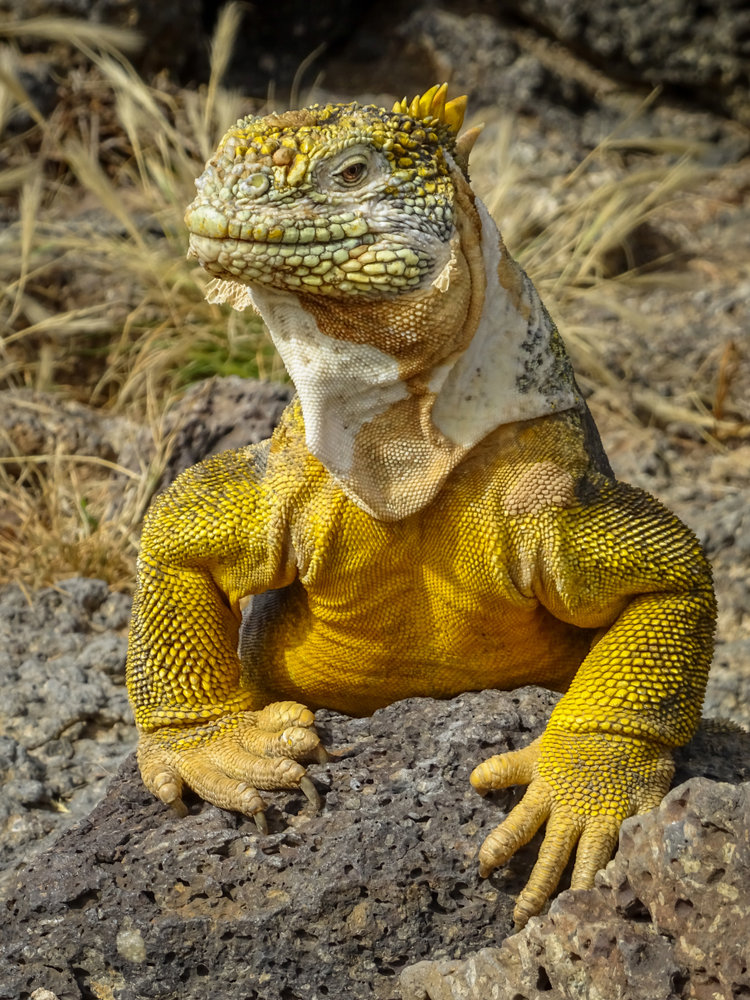 Τρείς Διαν/σεις στα Γκαλάπαγκος