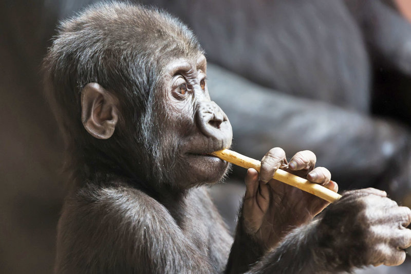 Καταφύγιο Lola ya Bonobo, Κινσάσα, Λαϊκή Δημοκρατία του Κονγκό 