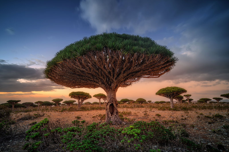 Τα περίφημα φυτά 'Αίμα του Δράκου'