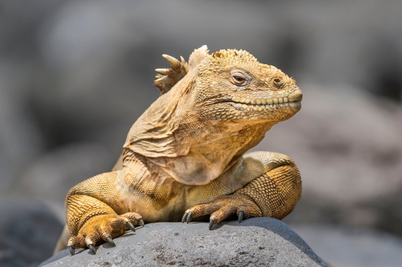 ΝΗΣΙΑ ΓΚΑΛΑΠΑΓΚΟΣ: Εξερευνητική κρουαζιέρα
