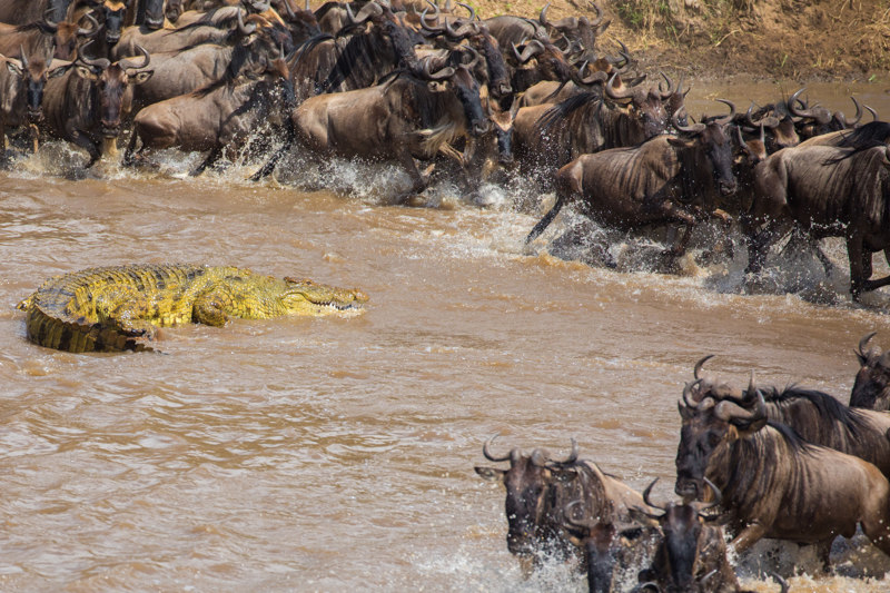  ΣΕΡΕΝΓΚΕΤΙ (ΣΑΦΑΡΙ) 