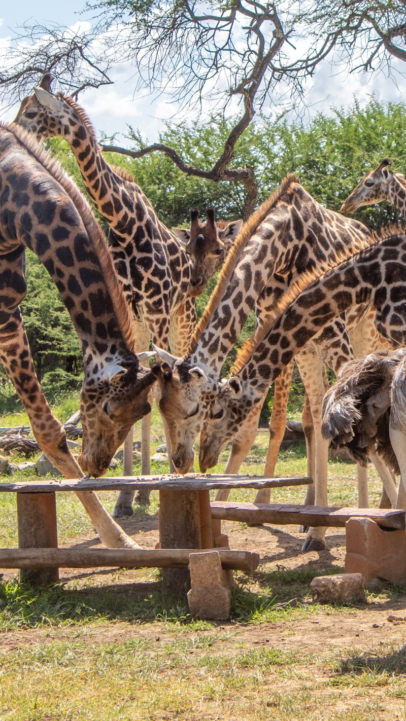 Ολοκληρωμένη ξενάγηση στη Μομπάσα