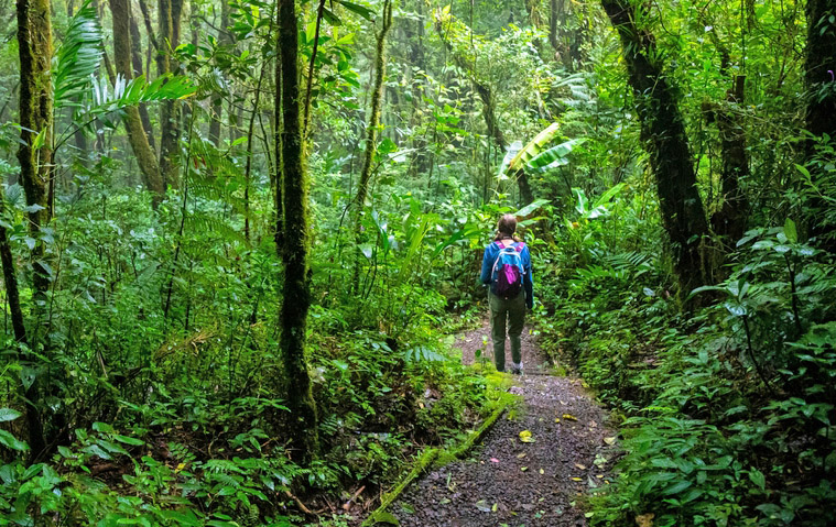 Δάσος νεφών Μοντεβέρδε