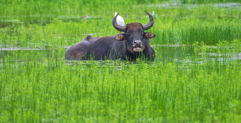 H εμπειρίες μας στο σαφάρι 