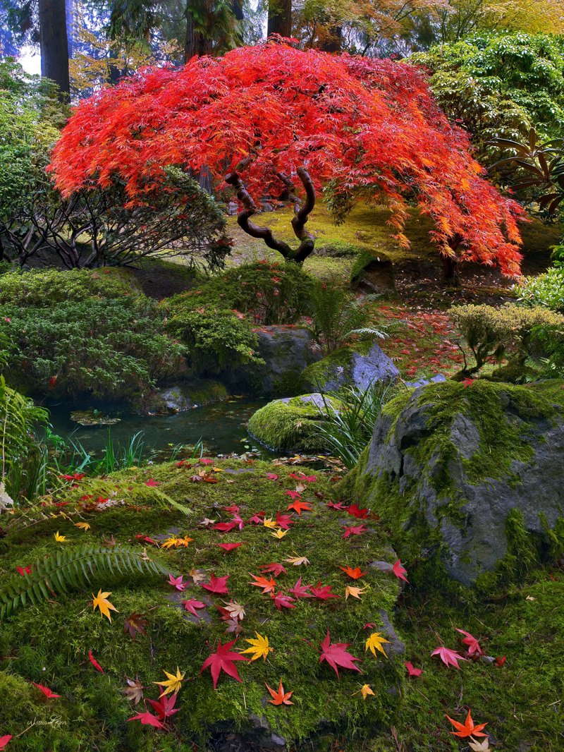 Το μαγικό Φθινόπωρο της Ιαπωνίας!
