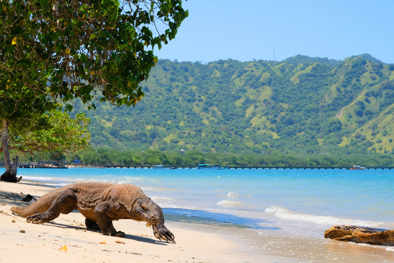 Μπαλί - Εθνικό Πάρκο Κομόντο - Ιάβα