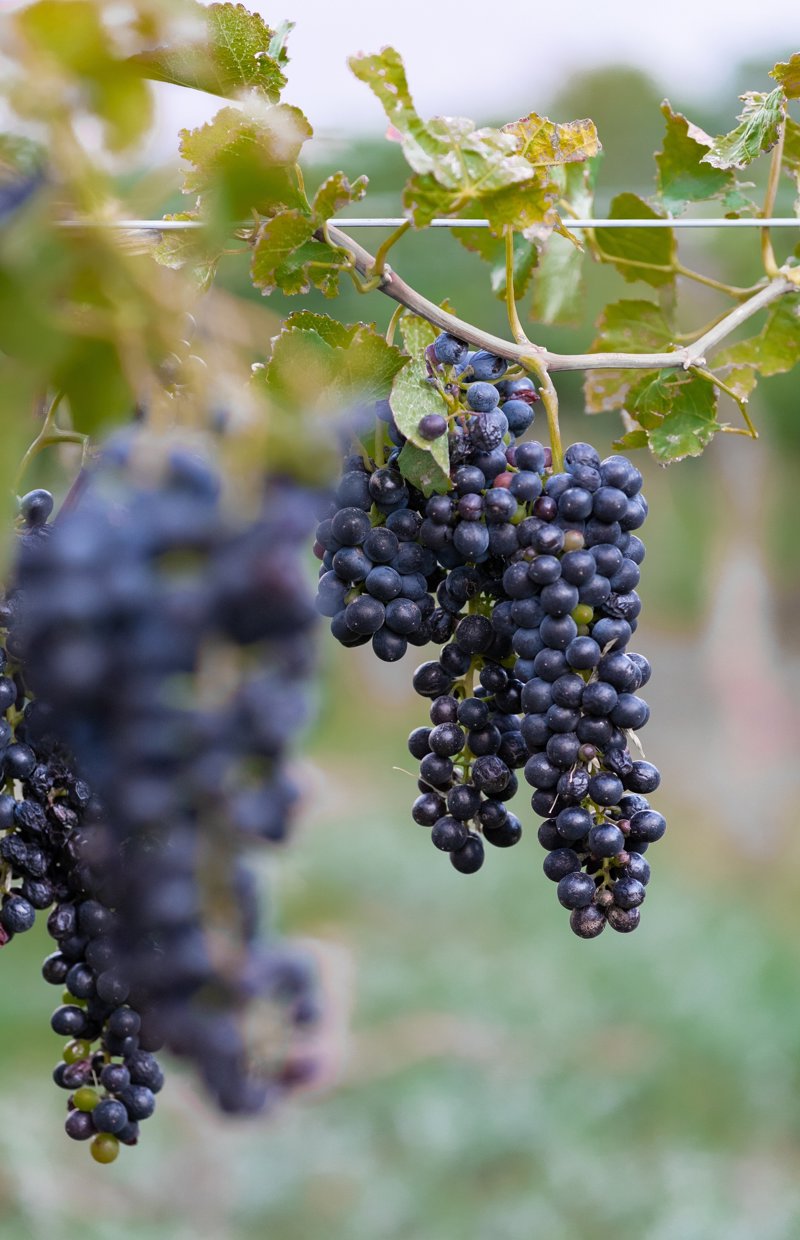 Γευσιγνωσία σε οινοποιείο στο Καφαγιάτε