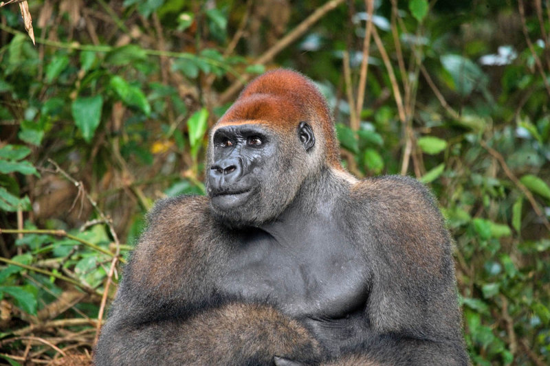 ΑΝΑΖΗΤΩΝΤΑΣ ΤΟΥΣ ΠΕΔΙΝΟΥΣ ΓΟΡΙΛΕΣ ΣΤΟ DZANGA SANGHA