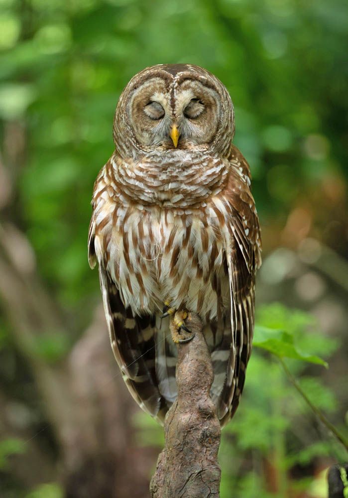 Κάντε εκδρομή στο περίφημα Έβεργκλεϊντς 