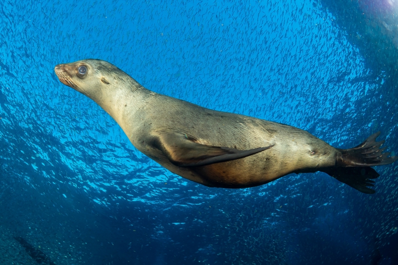 Κάντε σνόρκελινγκ με θαλάσσια λιοντάρια!