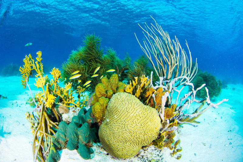 Λος Ρόκες, υποβρύχιος κόσμος