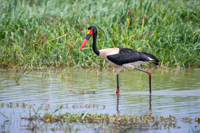 Βαρκάδα στη Λίμνη Τάνα